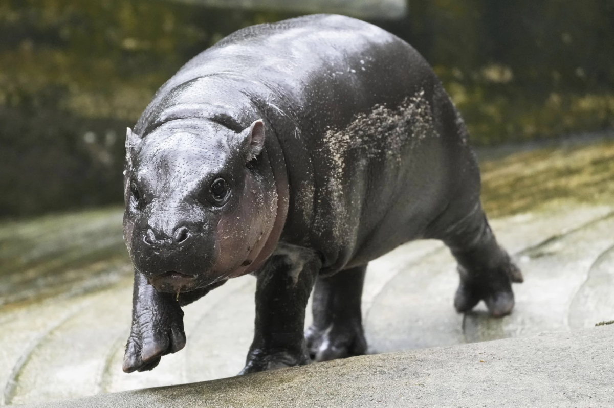 Cute and rare pygmy hippos – they are the smallest in the world!