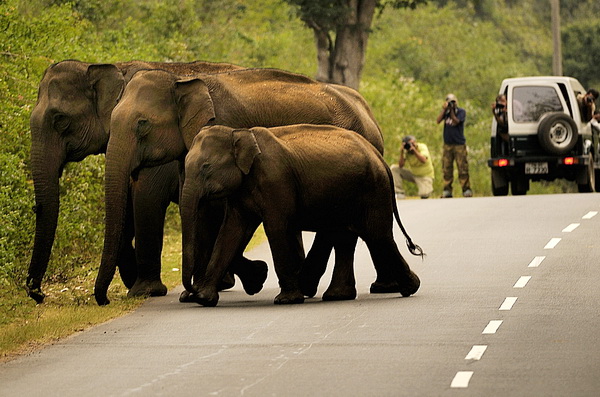 “Elephants” sounds beautiful…