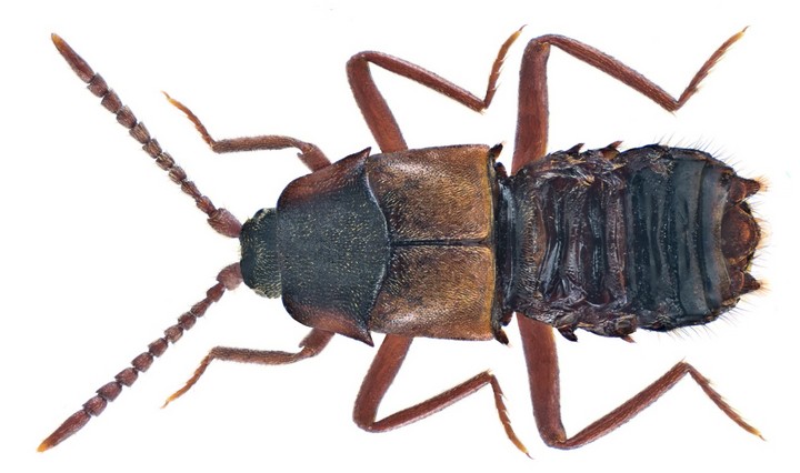 Lomehuza: A small beetle with great destructive power.