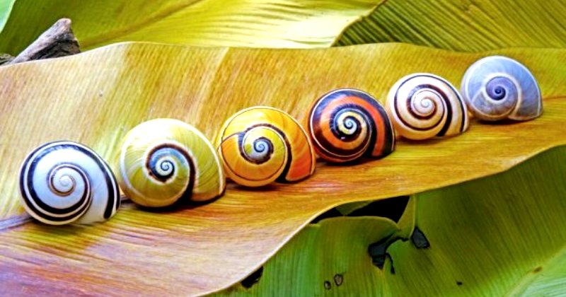 Polymites, Cuba’s Unique Painted Snails