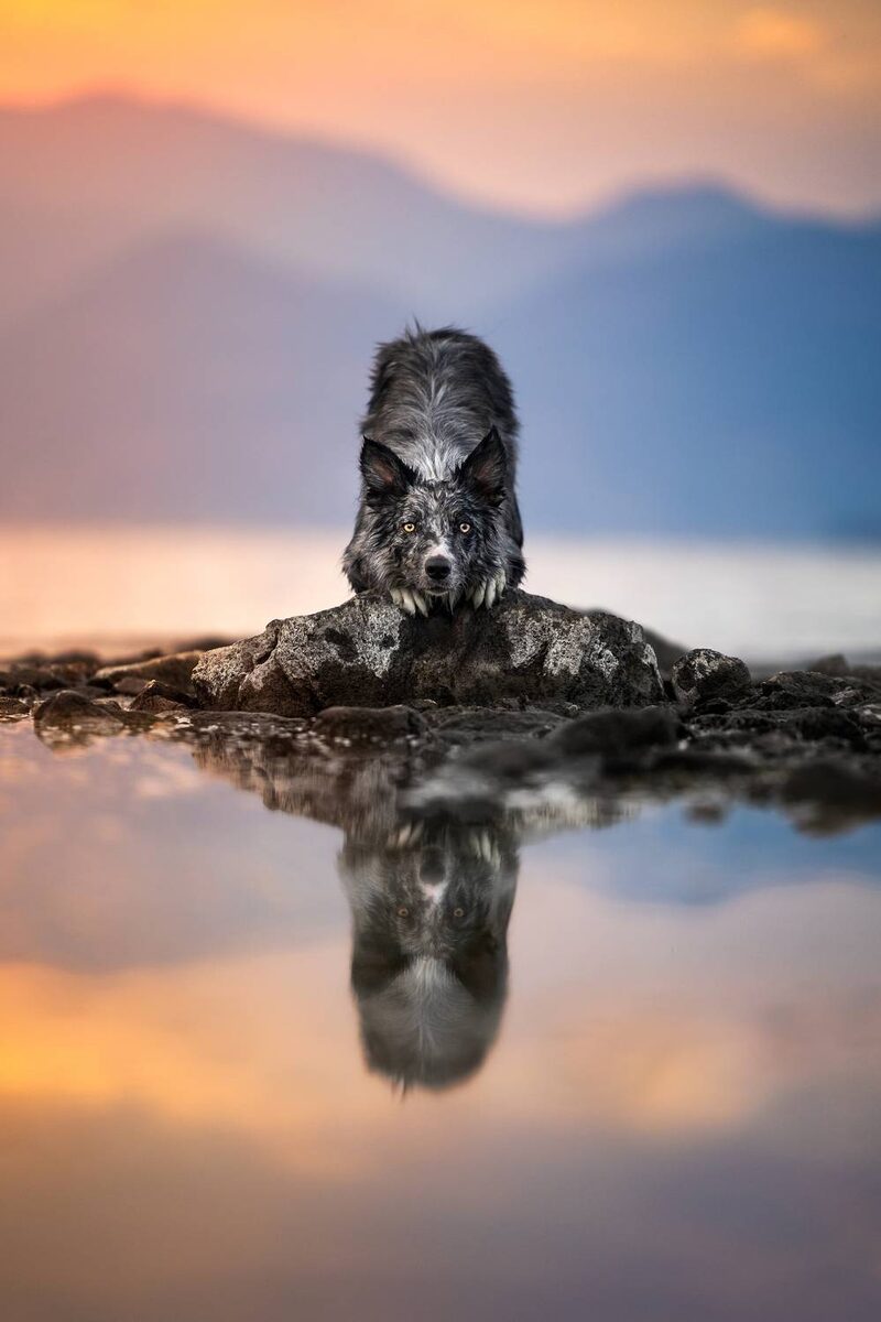 Secrets of Happiness: Dogs, Water, and a Camera. The Best Photos of Summer 2025 Secrets of Happiness: Dogs, Water, and a Camera. The Best Photos of Summer 2025