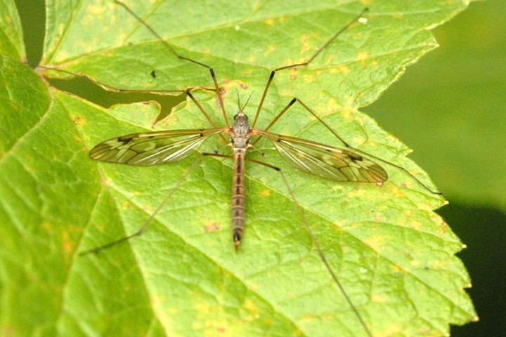 Tipula: A giant ‘mosquito’ you shouldn’t be afraid of