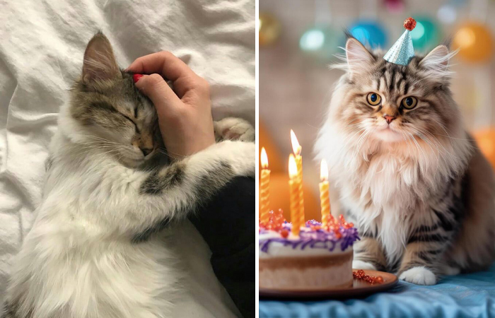 Where did the belief that cats have 9 lives actually come from? Where did the belief that cats have 9 lives actually come from?