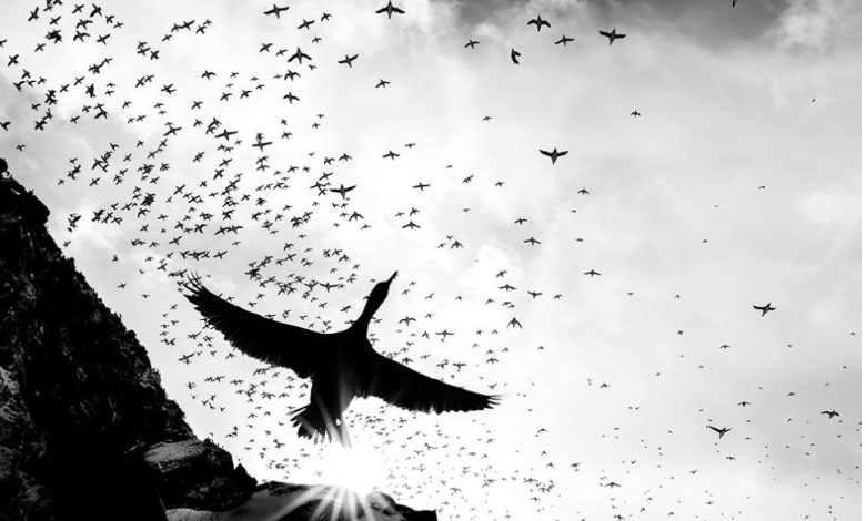 Winners of the 2025 Bird Photographer of the Year competition Winners of the 2025 Bird Photographer of the Year competition