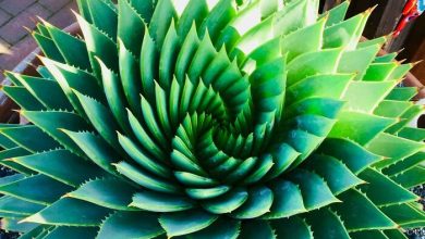 Nature is the most talented artist