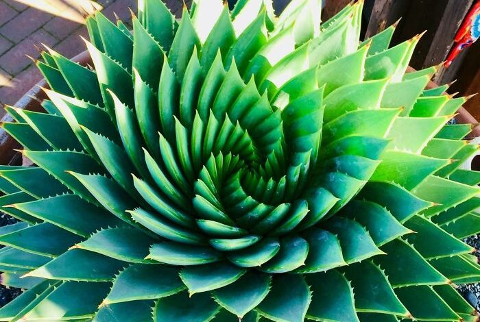 Nature is the most talented artist