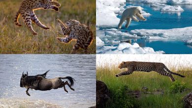 Animals in flight
