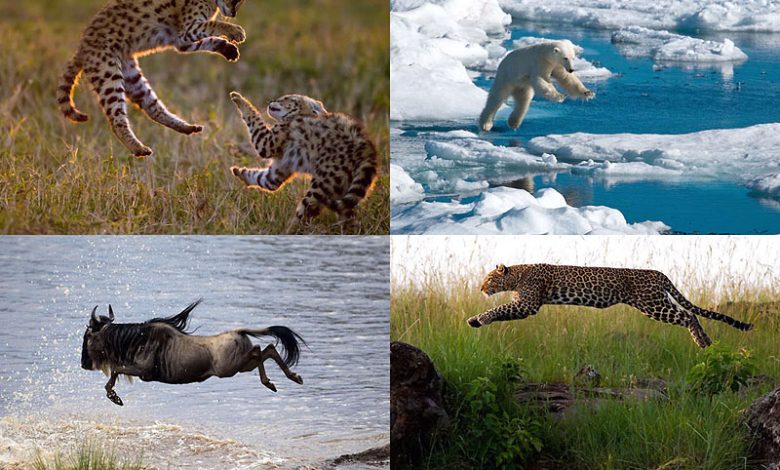 Animals in flight Animals in flight