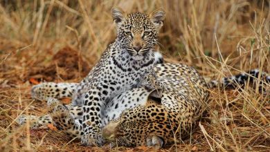 African leopards photographed by Greg du Toit African leopards photographed by Greg du Toit