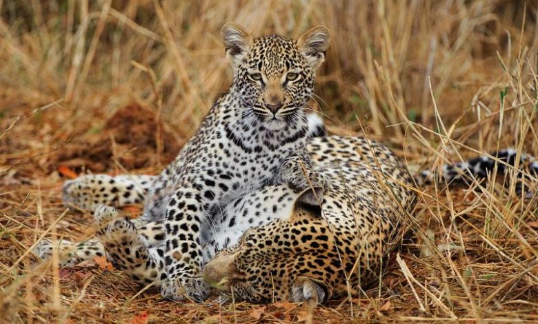 African leopards photographed by Greg du Toit African leopards photographed by Greg du Toit