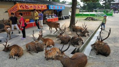 Thousands of deer flood the streets of the Japanese city of Nara. Thousands of deer flood the streets of the Japanese city of Nara.