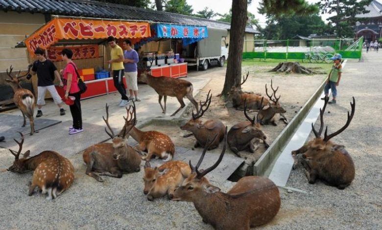 Thousands of deer flood the streets of the Japanese city of Nara. Thousands of deer flood the streets of the Japanese city of Nara.