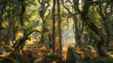 Winners of the 2025 Natural Landscape Photography Awards