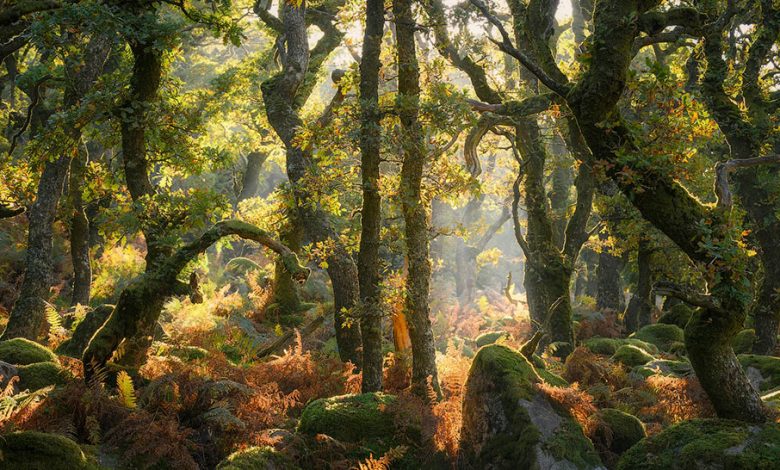 Winners of the 2025 Natural Landscape Photography Awards Winners of the 2025 Natural Landscape Photography Awards