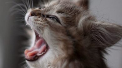 Why Do Cats Yawn Back: Empathy or Threat?