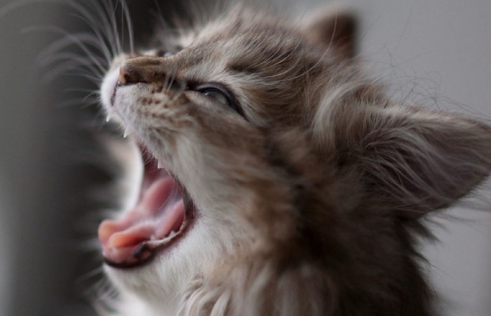 Why Do Cats Yawn Back: Empathy or Threat?