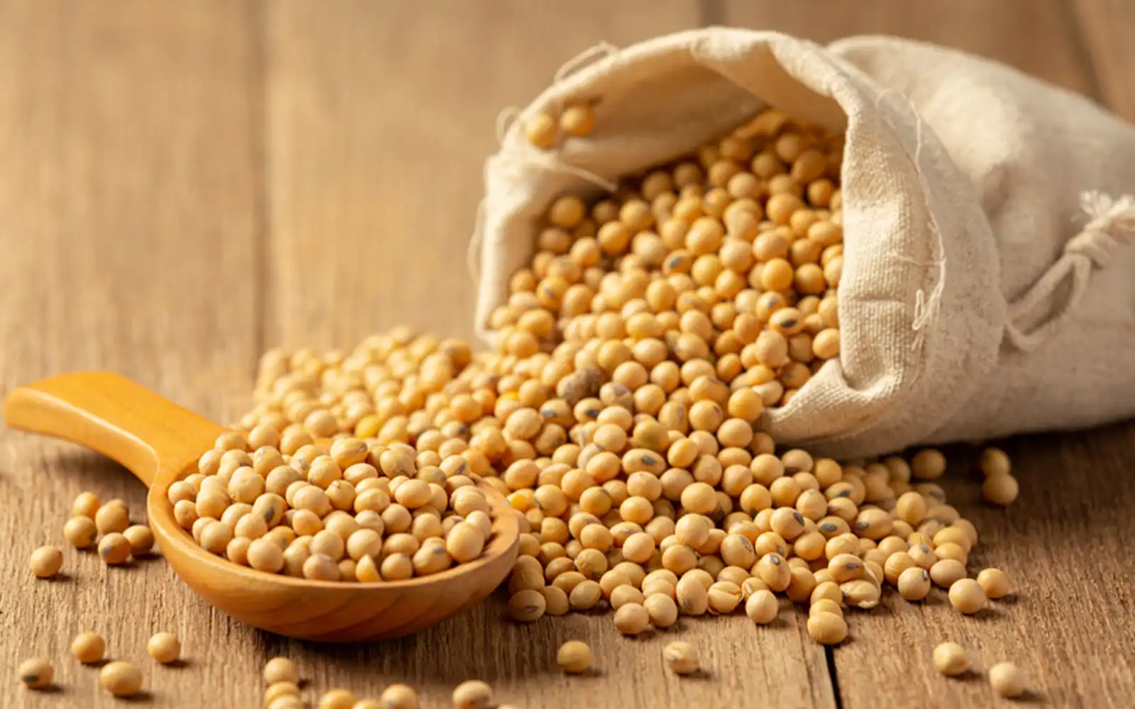 soybean kacang soya