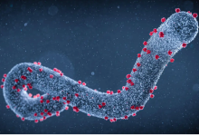 Ethiopia confirms outbreak of Marbug virus Ethiopia confirms outbreak of Marbug virus