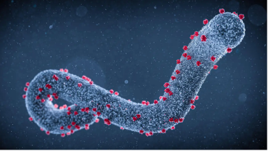 Ethiopia confirms outbreak of Marbug virus