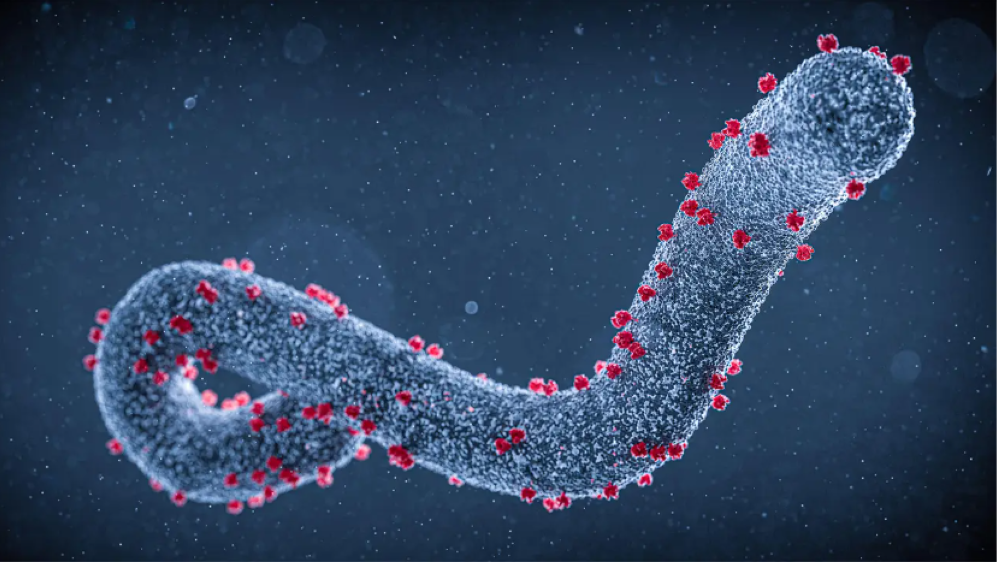 Ethiopia confirms outbreak of Marbug virus Ethiopia confirms outbreak of Marbug virus