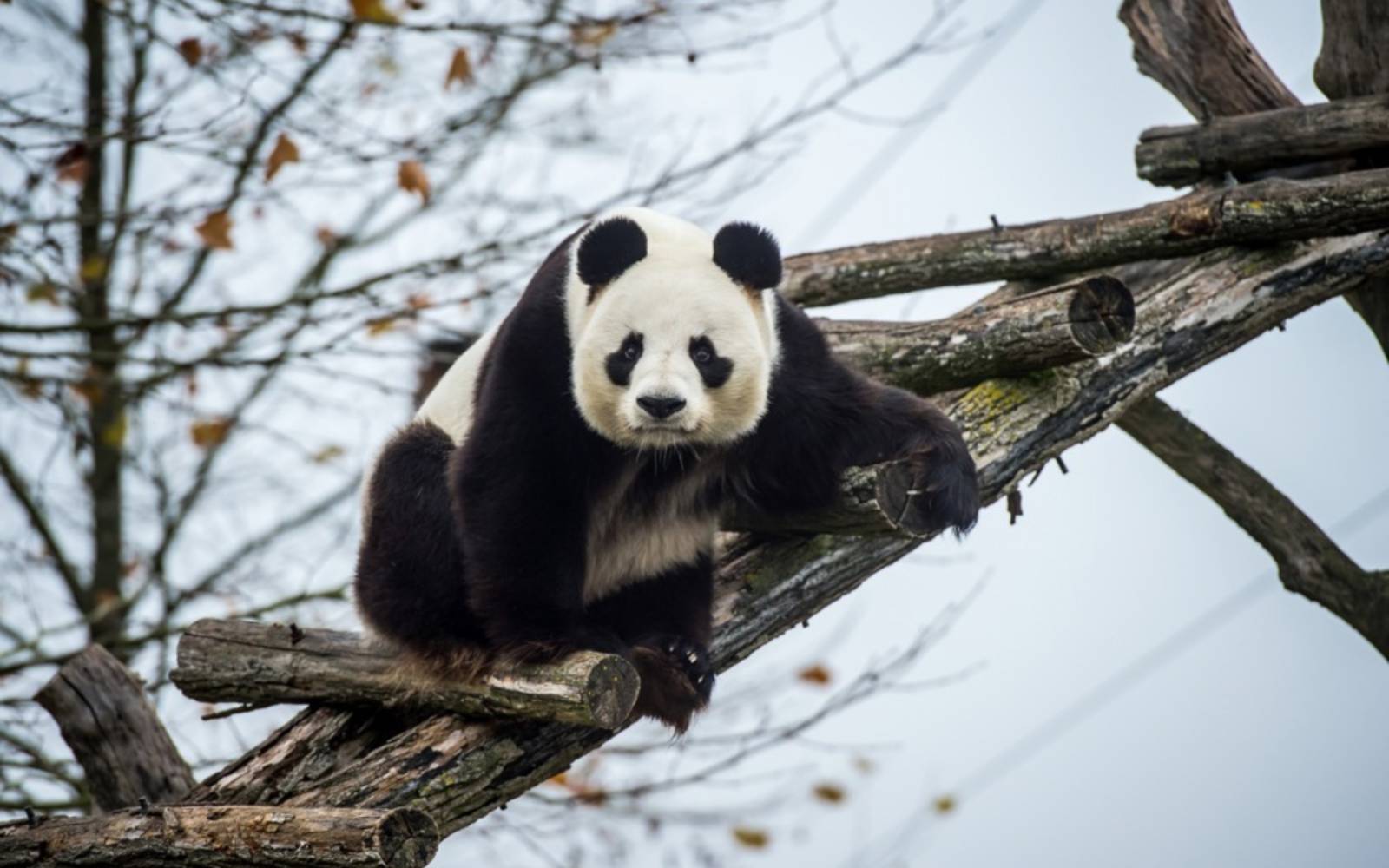 France bids farewell to beloved pandas bound for China
