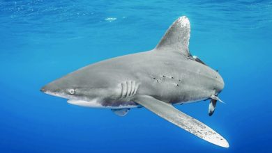 Over 70 shark, ray species win new wildlife trade protections