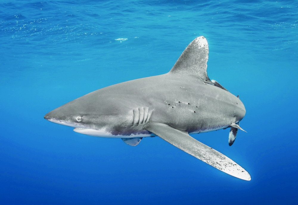 Over 70 shark, ray species win new wildlife trade protections Over 70 shark, ray species win new wildlife trade protections