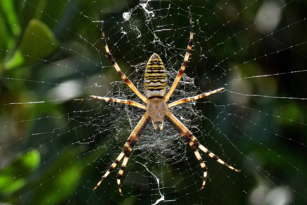Spiders are good web designers, fine Interior decorators too