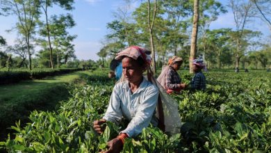 Trump tariff rollback offers relief for Indian farmers Trump tariff rollback offers relief for Indian farmers