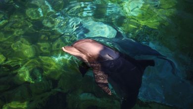 Italy to open Europe’s first sanctuary for dolphins Italy to open Europe’s first sanctuary for dolphins