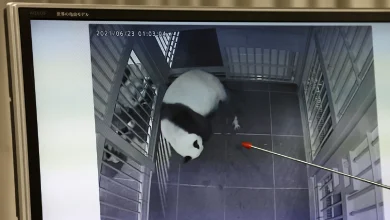 Japan’s only two pandas to be sent back to China