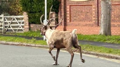 Runaway Buddy the reindeer sparks massive UK search operation Runaway Buddy the reindeer sparks massive UK search operation