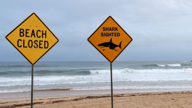 Australian 12-year-old bitten by a shark dies Australian 12-year-old bitten by a shark dies