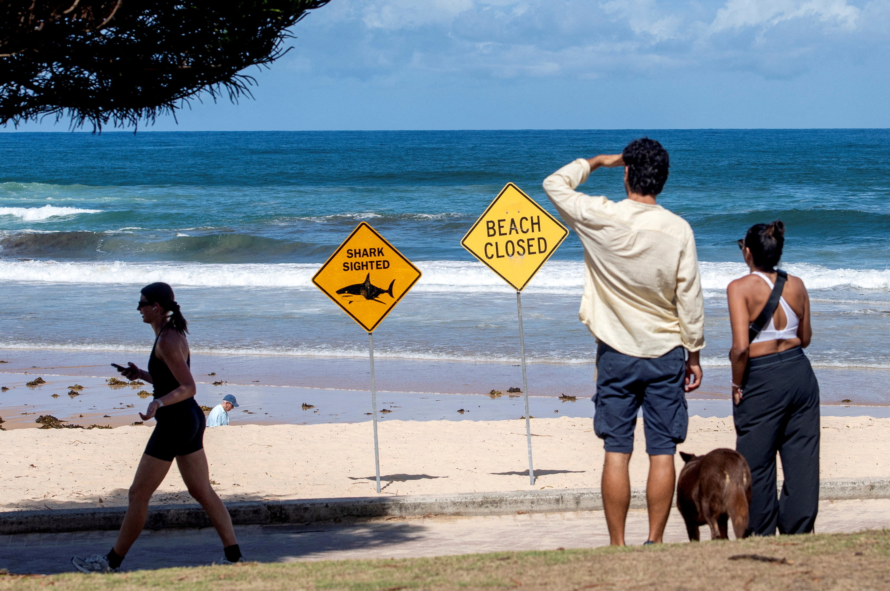 Australian boy dies after shark attack in Sydney Harbour Australian boy dies after shark attack in Sydney Harbour