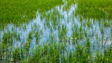 Greek rice growers fear Mercosur deal will price them out of business Greek rice growers fear Mercosur deal will price them out of business