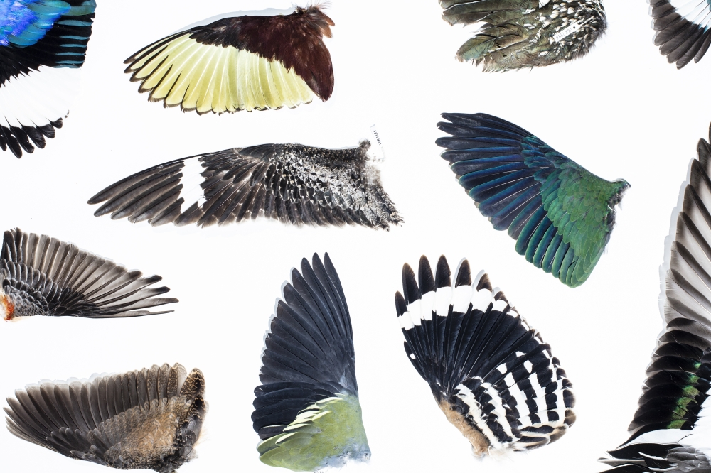 Nature’s Super Feather – Oman Observer Nature’s Super Feather – Oman Observer
