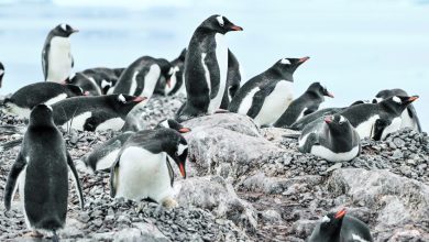 Penguins bring forward breeding season as Antarctica warms: Study