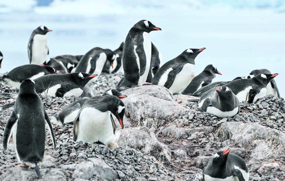 Penguins bring forward breeding season as Antarctica warms: Study