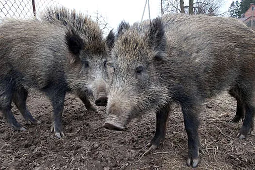 IAR: W poszukiwania dzików zakażonych dżumą afrykańską zaangażowane było polskie wojsko