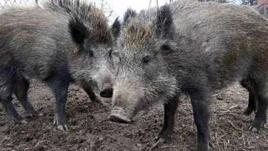 IAR: W poszukiwania dzików zakażonych dżumą afrykańską zaangażowane było polskie wojsko