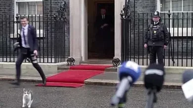 Kot Larry rzucił się do stóp fotografa podczas filmowania Prezydenta RP