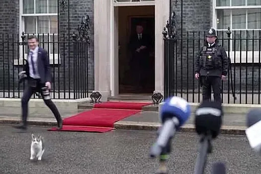 Kot Larry rzucił się do stóp fotografa podczas filmowania Prezydenta RP