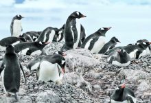 Pingwiny przyspieszają sezon lęgowy w miarę ocieplania się Antarktydy: badania