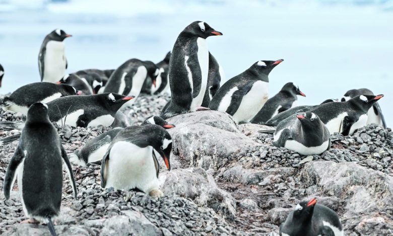 Pingwiny przyspieszają sezon lęgowy w miarę ocieplania się Antarktydy: badania