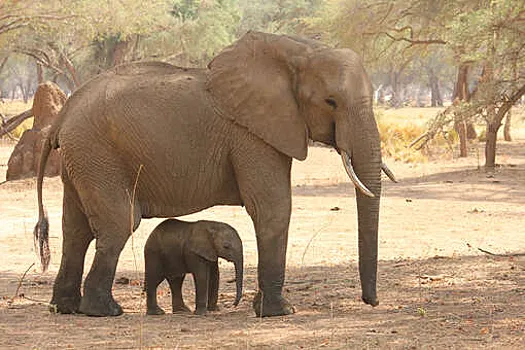 NE&E: Idadi ya wanyama wakubwa zaidi duniani hupunguzwa na chumvi