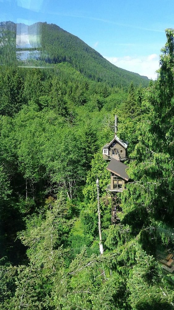The treehouse was built on a 200-year-old red cedar (Cedar Creek).